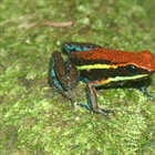 Ameerega cainarachi